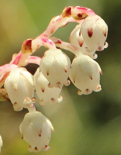 Gaultheria depressa