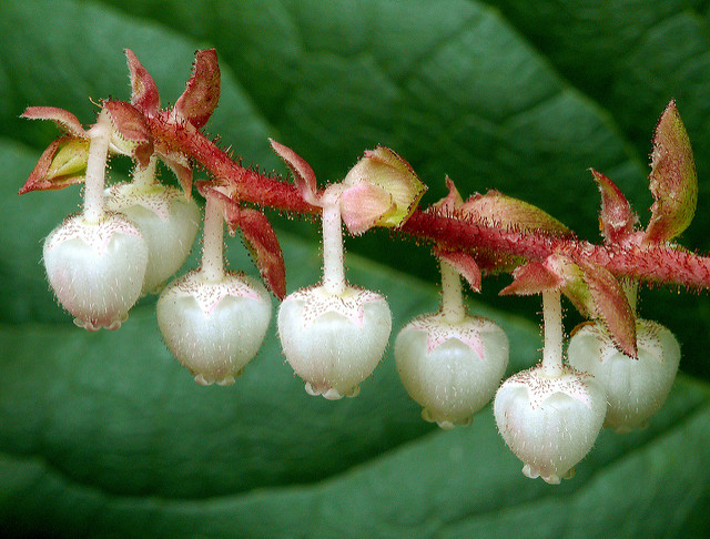 Gaultheria fragrantissima