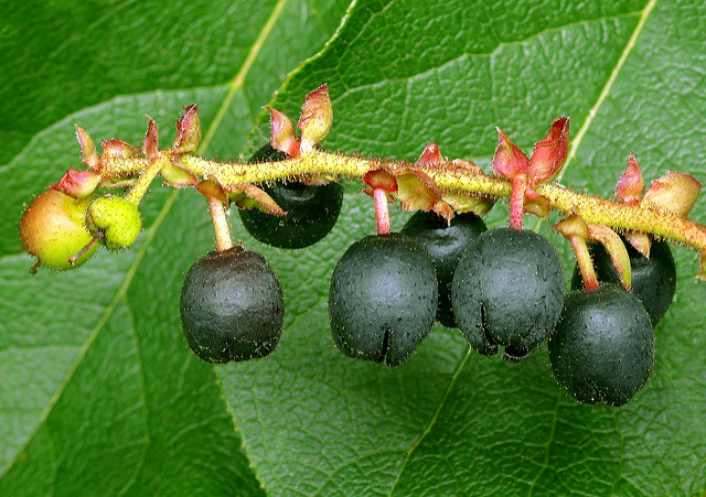 Gaultheria fragrantissima