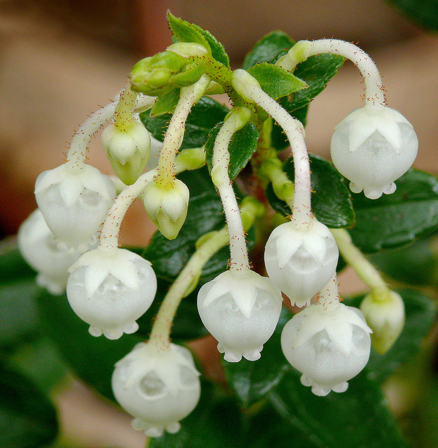 Gaultheria fragrantissima