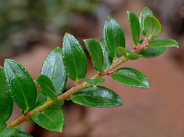 Gaultheria fragrantissima