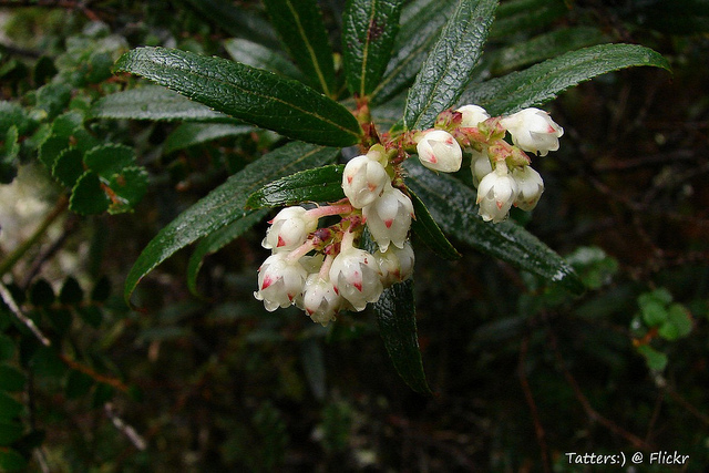 Gaultheria hispida