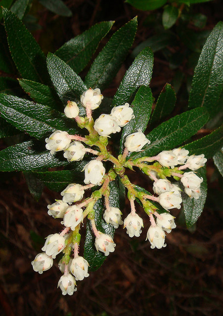 Gaultheria hispida