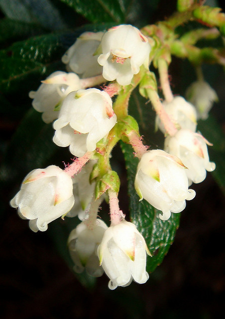 Gaultheria hispida