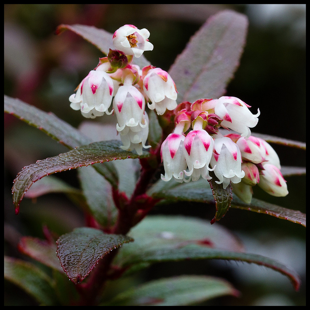 Gaultheria hispida