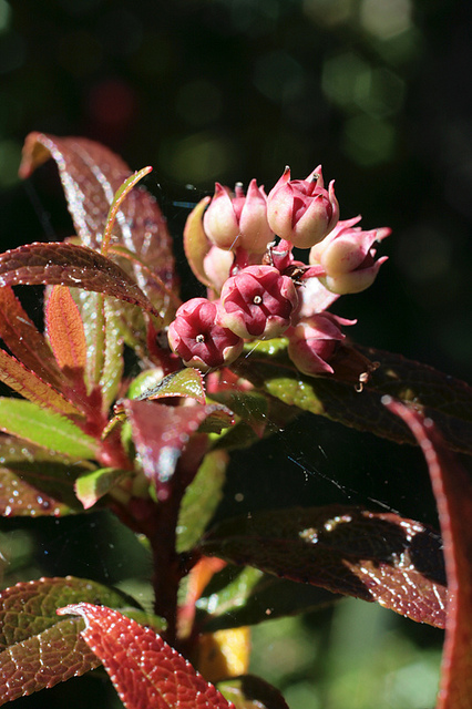 Gaultheria hispida
