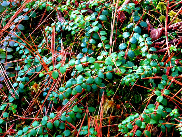Gaultheria hispidula