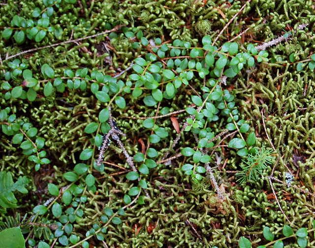 Gaultheria hispidula