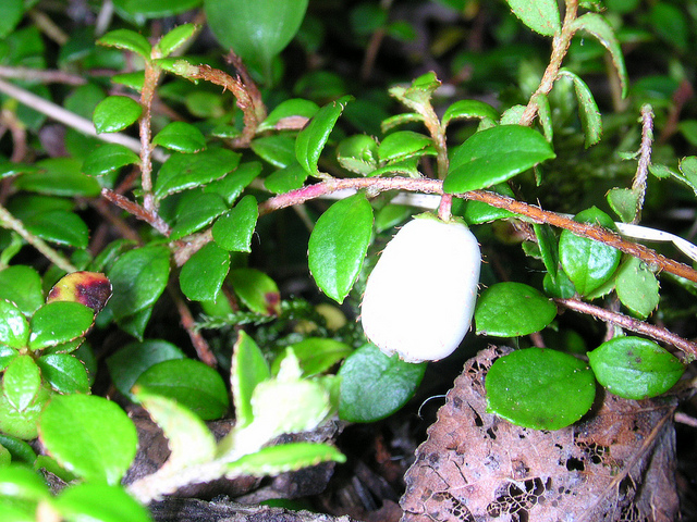 Gaultheria hispidula