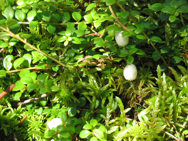 Gaultheria hispidula
