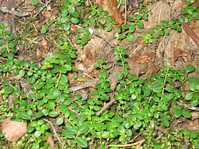 Gaultheria hispidula