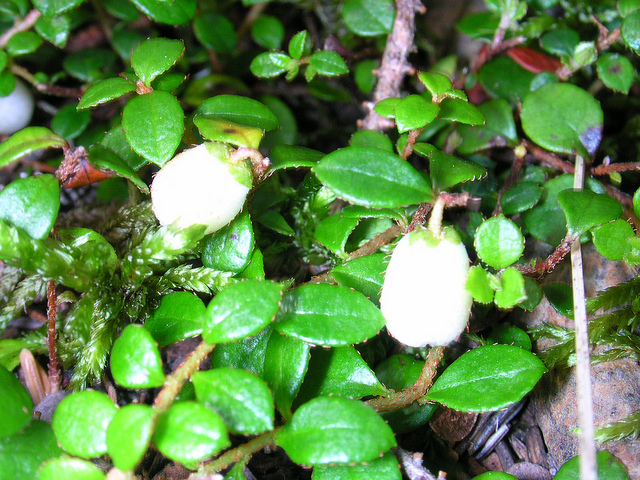 Gaultheria hispidula