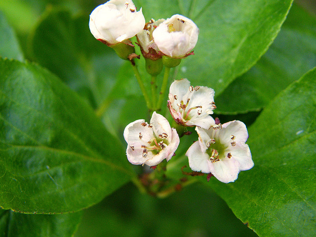 Gaultheria humifusa