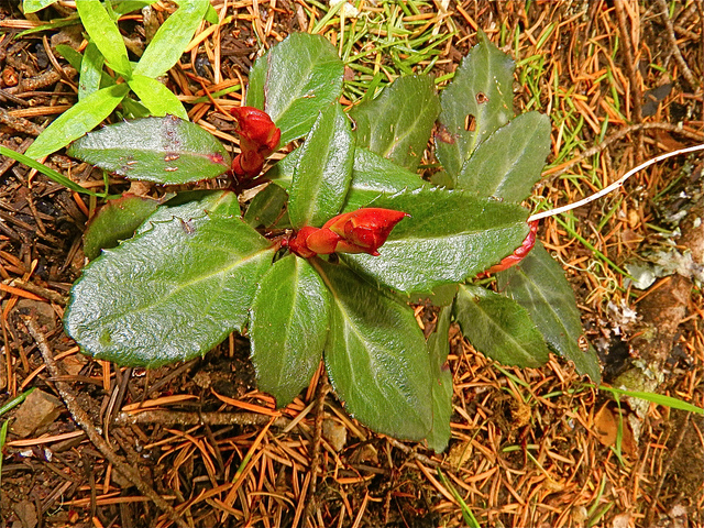 Gaultheria humifusa