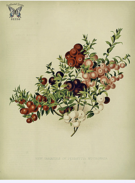 Gaulthérie mucronée