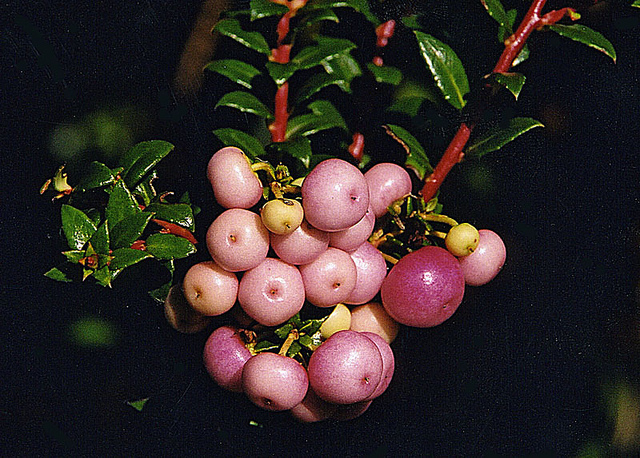 Gaulthérie mucronée (Gaultheria mucronata)