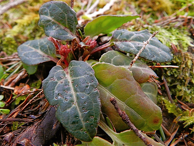 Gaultheria ovatifolia