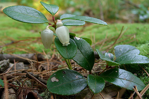 Gaulthérie couchée (Gaultheria procumbens)