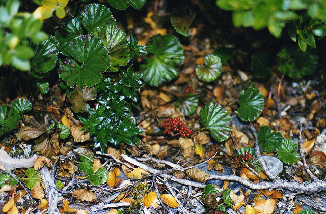 Gaultheria pumila