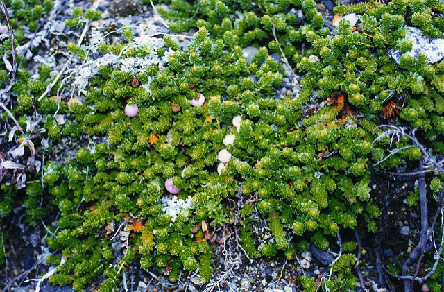 Gaultheria pumila