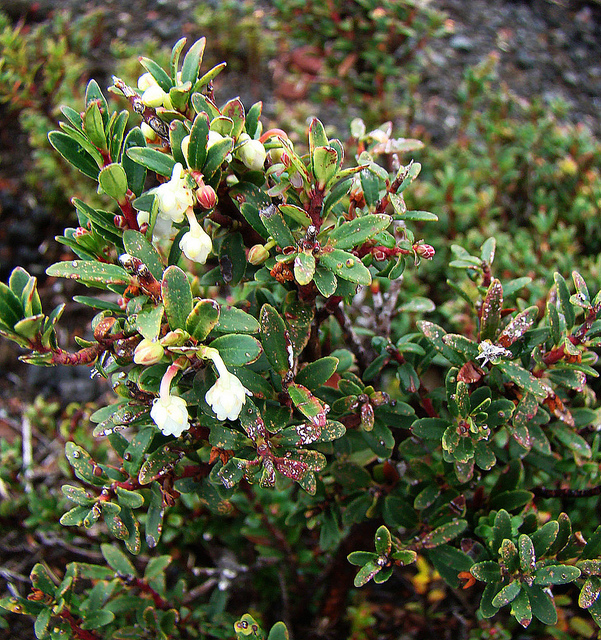 Gaultheria pumila