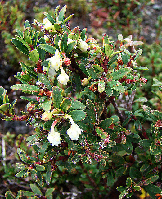 Gaultheria pumila