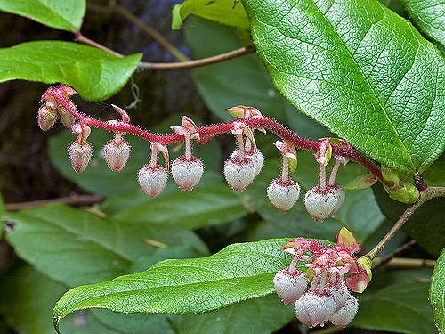 Gaulthérie shallon (Gaultheria shallon)