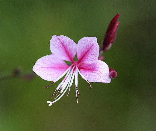 Gaura de lindheimer