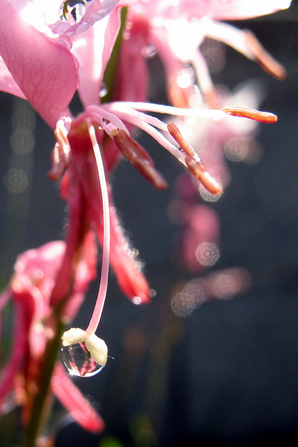 Gaura de lindheimer