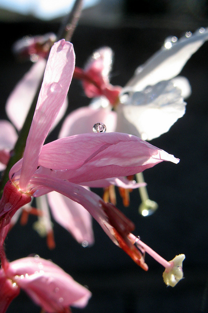 Gaura de lindheimer