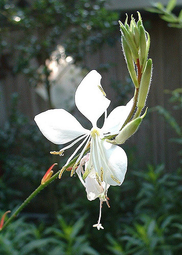 Gaura de lindheimer