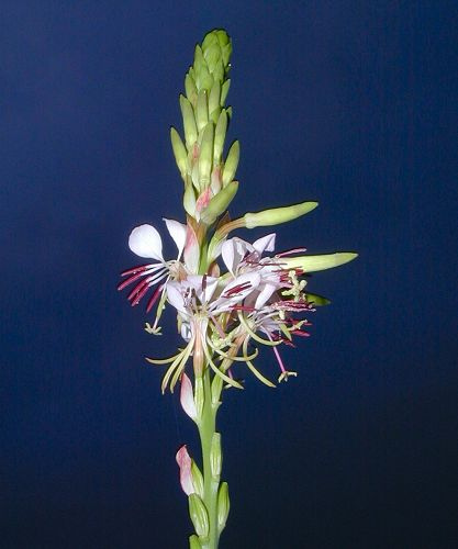Gaura de lindheimer