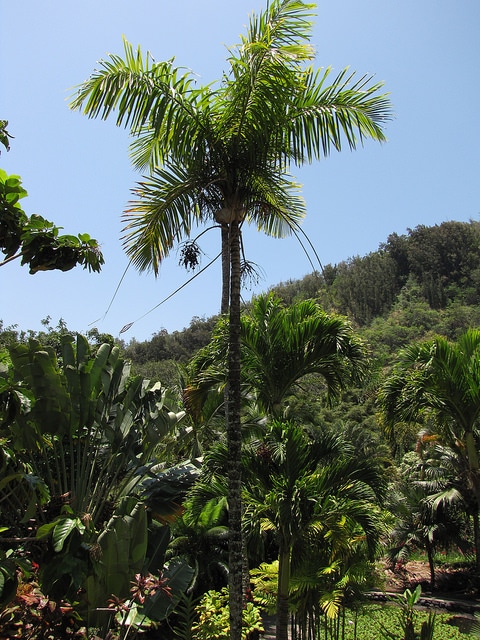 Gaussia maya