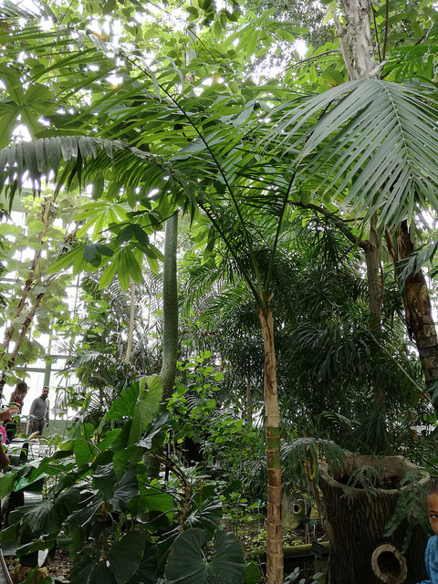 Gaussia maya