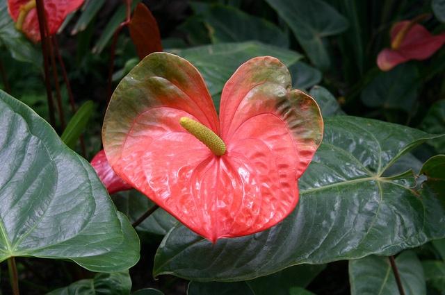 Gaussia maya