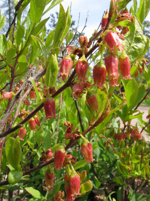 Gaylussacia baccata