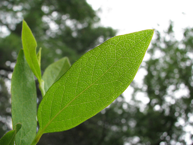 Gaylussacia baccata