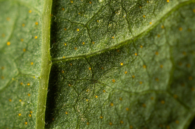 Gaylussacia baccata