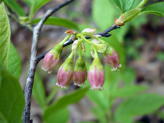 Gaylussacia baccata