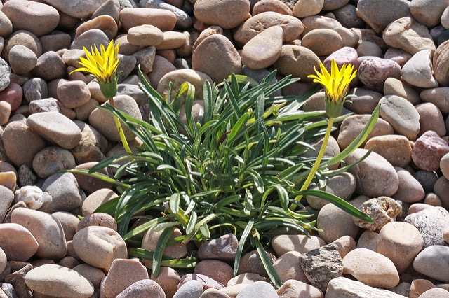 Gazania linearis