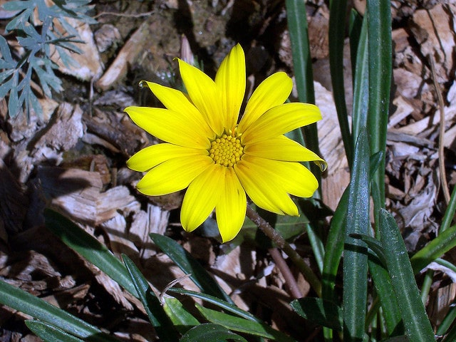 Gazania linearis