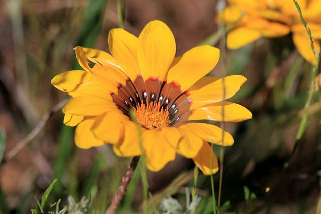 Gazania linearis