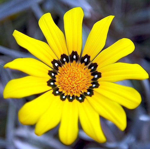 Gazania linearis