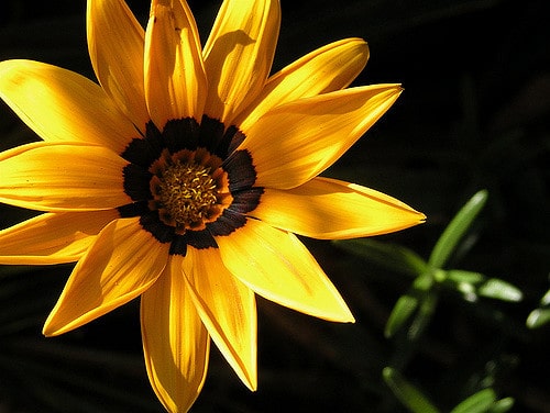 Gazanie (Gazania rigens)