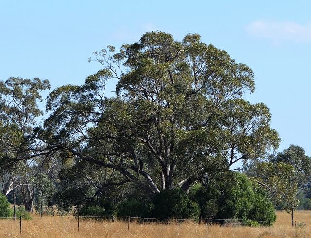 Geijera parviflora (Geijera parviflora)