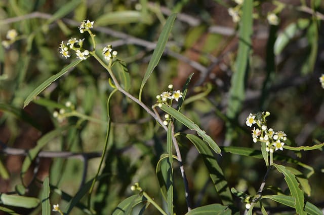Geijera parviflora