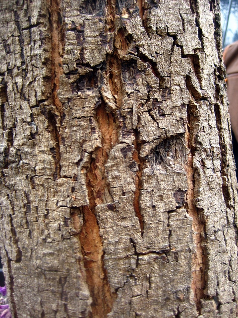 Geijera parviflora