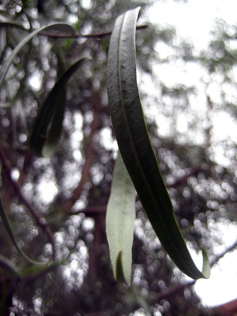 Geijera parviflora