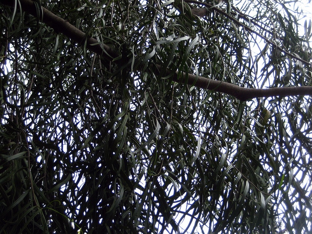 Geijera parviflora