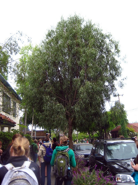 Geijera parviflora